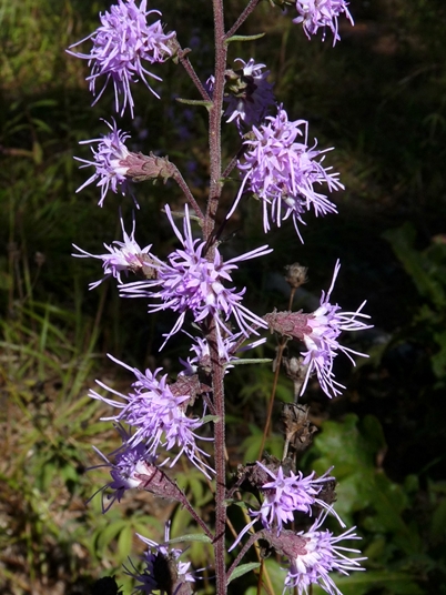 {Liatris squarrulosa}